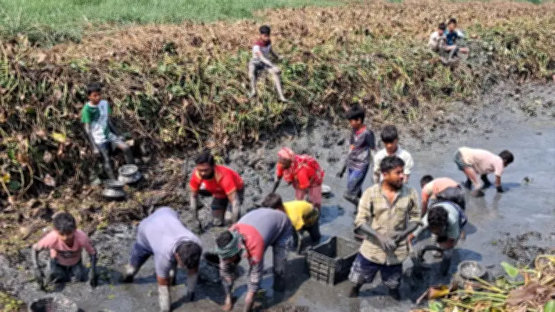 সেচের প্রস্তুতি ও মাছ ধরার প্রক্রিয়া: কচুরিপানা তোলা থেকে কাদায় মাছ ধরা