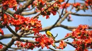 বাংলাদেশে অনলাইন শিক্ষার নতুন যুগ: ডিজিটাল প্ল্যাটফর্মে শিক্ষার্থীদের অংশগ্রহণ বাড়ছে