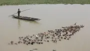 হাওর সংলগ্ন খালে হাঁস পালনের সফল গল্প: স্বাবলম্বী হচ্ছেন খামারিরা