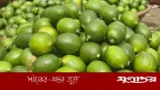 রমজানকে ঘিরে মীরসরাইয়ে লেবুর দাম তিন থেকে চারগুণ বৃদ্ধি, হালি ১০০ টাকা