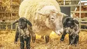 ‘যুক্তরাজ্যের সবচেয়ে একাকী ভেড়া’ ফিওনা যমজ শাবকের জন্ম দিয়ে মাতৃত্বের স্বাদ পেল