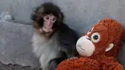 জাপানের অনাথ বানর পাঞ্চ: খেলনা পুতুলই যার মায়ের স্নেহ, বিশ্বজুড়ে আবেগের ঢেউ