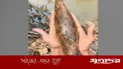 শ্রীমঙ্গলে মুক্তিযুদ্ধের অবিস্ফোরিত মর্টারশেল উদ্ধার, পুলিশ নিষ্ক্রিয় করেছে