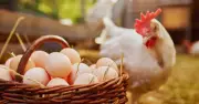 বার্ড ফ্লু ঝুঁকিতে সৌদি আরবের নিষেধাজ্ঞা: বাংলাদেশসহ ৪০ দেশের মুরগি-ডিম আমদানি বন্ধ