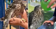 যুক্তরাষ্ট্রে বাজপাখিকে মদ্যপান করানোর দায়ে এক ব্যক্তির ৪৫ দিনের কারাদণ্ড