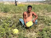 চট্টগ্রামের আনোয়ারায় তরমুজ চাষে কৃষকের সাফল্য, লাভের আশা