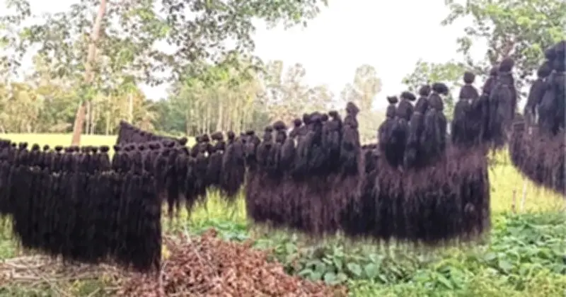 রাজশাহীর তানোরে নারীদের চুলে কোটি টাকার ব্যবসা, আন্তর্জাতিক বাজারে রপ্তানি