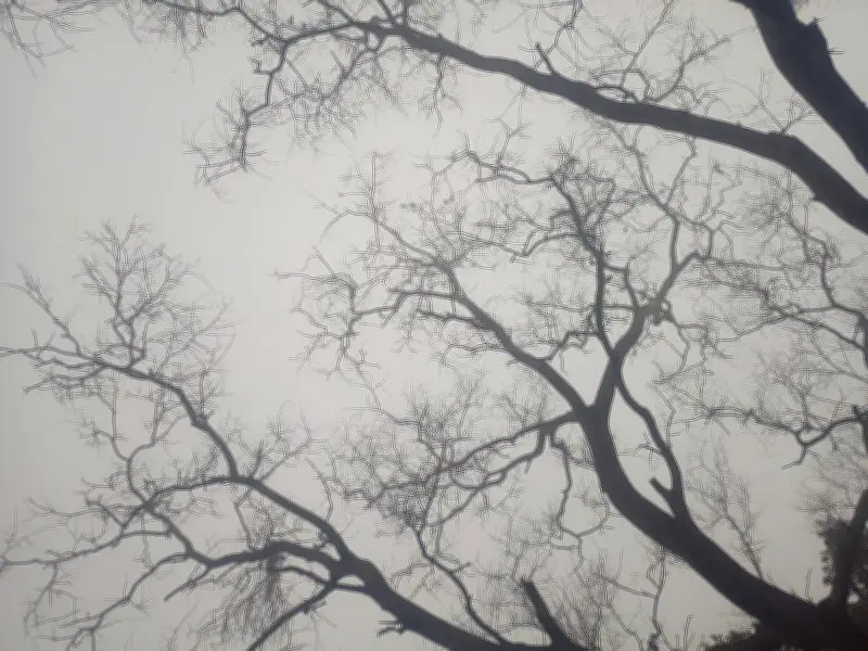 প্রকৃতির রূপান্তর থেকে নাগরিক সমস্যা: বসন্তের আগমন ও সমাজের চিত্র