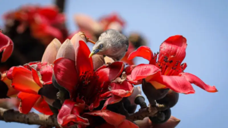 বাংলাদেশের প্রাকৃতিক সৌন্দর্য ও মানুষের জীবনযাত্রার একঝলক