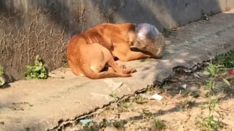 টাঙ্গাইলের সখীপুরে পাঁচ দিন মুখে বয়াম আটকে থাকা পথকুকুরের উদ্ধার