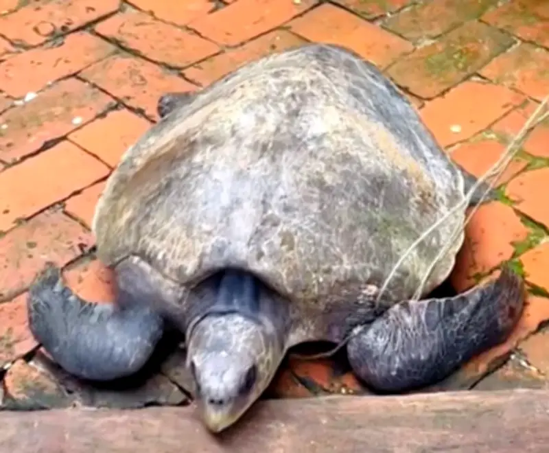 মাদারীপুরের শিবচরে বিরল সামুদ্রিক কচ্ছপ উদ্ধার ও অবমুক্তকরণ