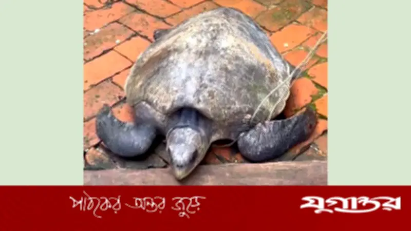 মাদারীপুরের শিবচরে ৩২ কেজি ওজনের সামুদ্রিক কচ্ছপ উদ্ধার, পদ্মায় অবমুক্ত