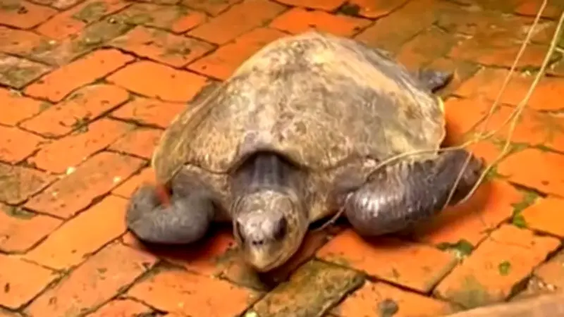 বাংলাদেশে অনলাইন শিক্ষার নতুন সম্ভাবনা: প্রযুক্তির মাধ্যমে শিক্ষার প্রসার