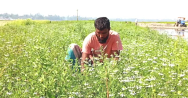 বগরার সড়িয়াকান্দিতে চরাঞ্চলে কালোজিরার বাম্পার ফলন, কৃষকদের মুখে হাসি