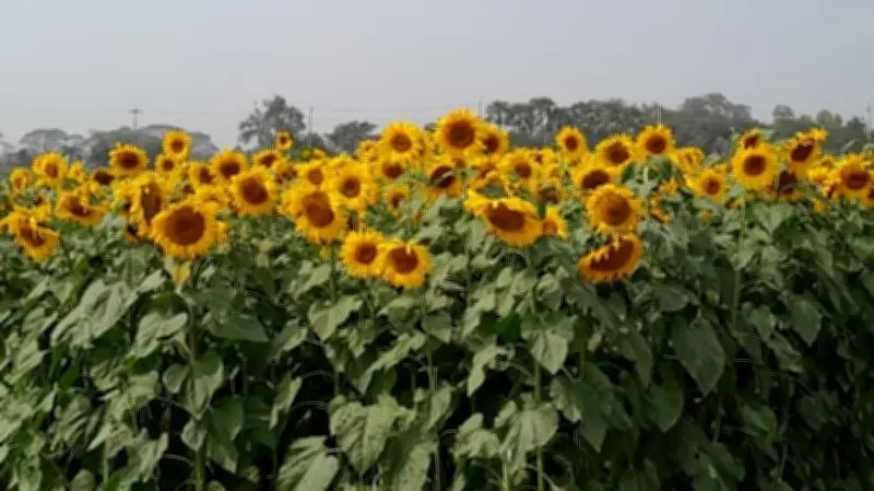 গোমতী চরে সূর্যমুখীর হলুদ সাম্রাজ্য: দর্শনার্থীদের ভিড়ে মুখরিত পিকনিক স্পট