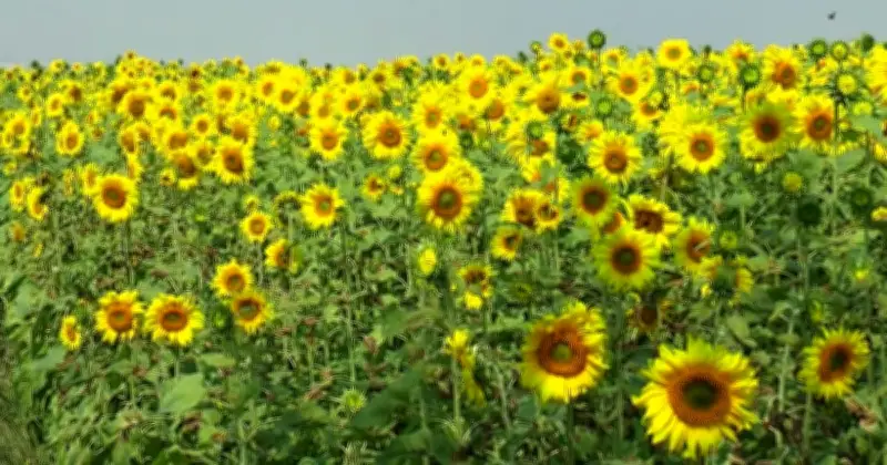 টাঙ্গাইলে সূর্যমুখীর সোনালি বিপ্লব: কৃষকের আশা ও পর্যটনের নতুন সম্ভাবনা