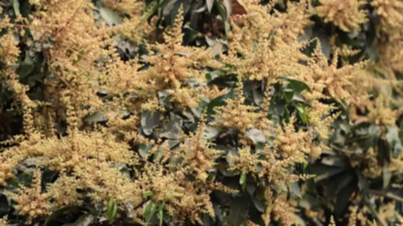 আমগাছে মুকুলের সমারোহ: কৃষি বিভাগের প্রস্তুতি ও বসন্তের শোভা