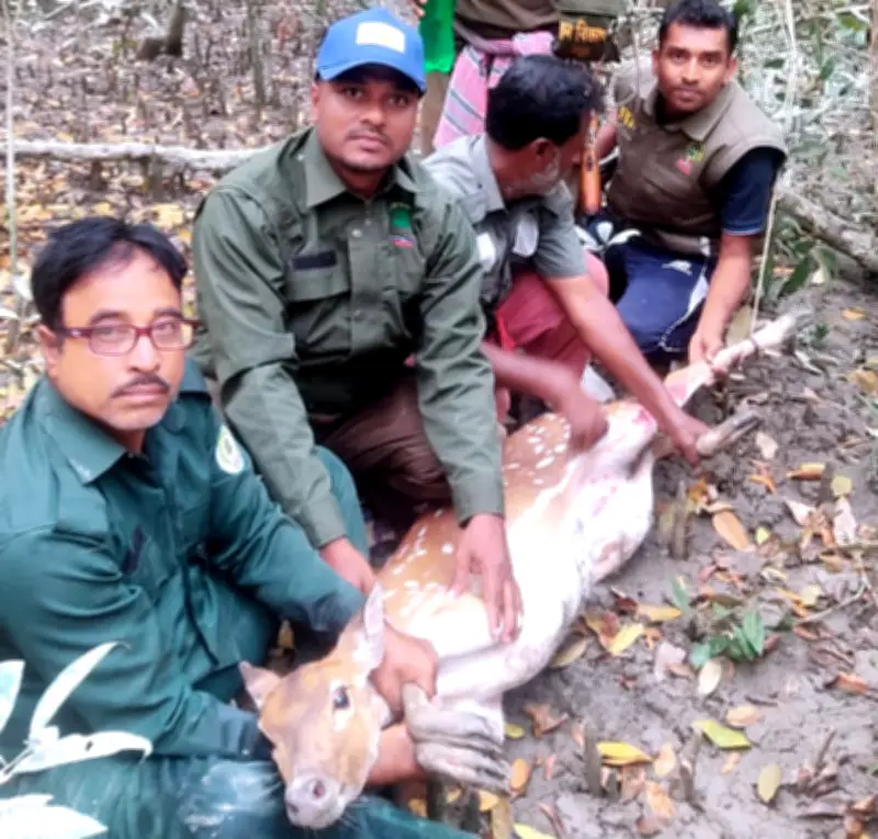 সুন্দরবনে হরিণ উদ্ধার: শিকারিদের ফাঁদ থেকে অন্তঃসত্ত্বা হরিণ মুক্ত