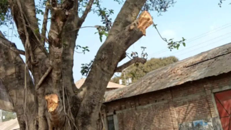 দিনাজপুরে সরকারি বটগাছের ডাল কেটে ৬০ হাজার টাকার কাঠ-খড়ি বিক্রির অভিযোগ