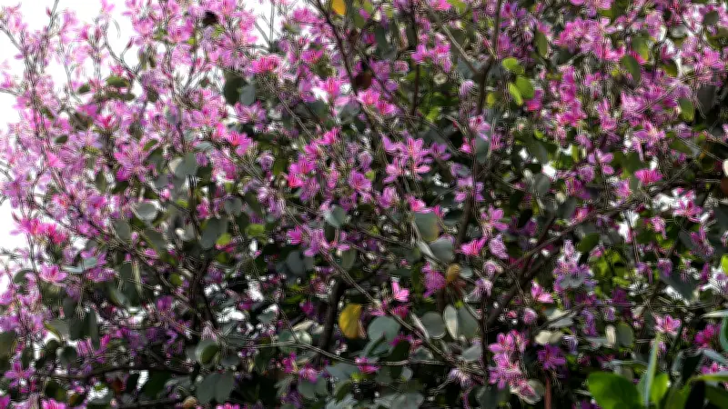 বাংলাদেশে অনলাইন শিক্ষার প্রসারে নতুন উদ্যোগ, শিক্ষার্থীদের জন্য ডিজিটাল সুযোগ বৃদ্ধি