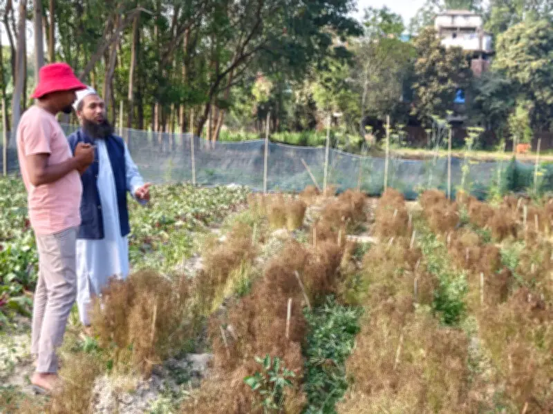 সীতাকুণ্ডে প্রথম জিরা চাষের স্বপ্ন ভেঙে গেল রোগে, কৃষক ইমতিয়াজ হোসাইনের হতাশা