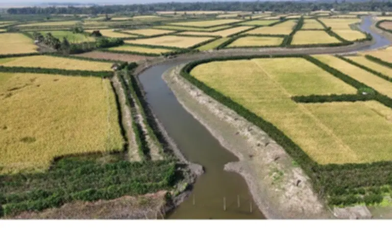 দক্ষিণ-পশ্চিম উপকূলে খাল পুনরুদ্ধারে সাফল: কৃষকদের হাতে পানিসম্পদ ব্যবস্থাপনা