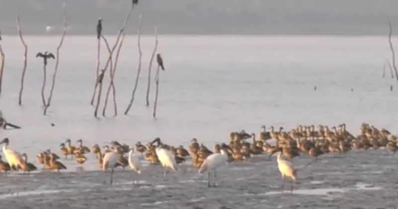 শীতে ঝোপখালীর রূপান্তর: পরিযায়ী পাখিদের মিলনমেলায় পরিণত হয়েছে জলাভূমি