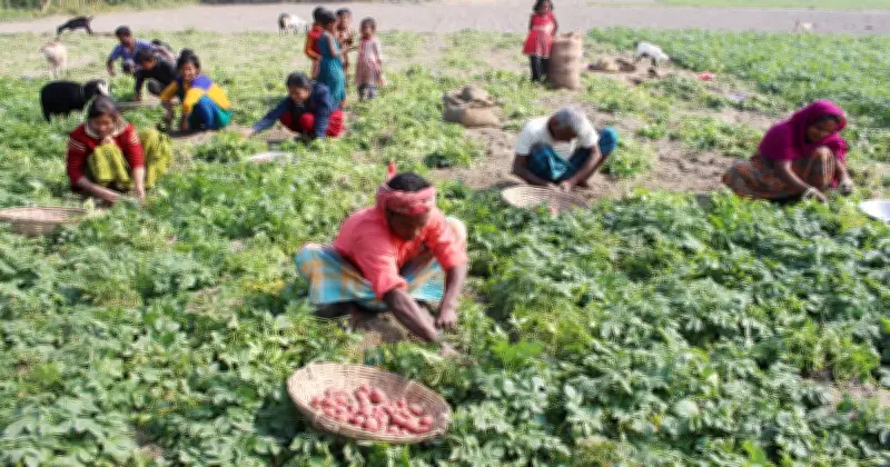 আলুচাষে চরম লোকসান: উৎপাদন খরচের তুলনায় দাম অর্ধেক, কৃষকের দুর্ভোগ