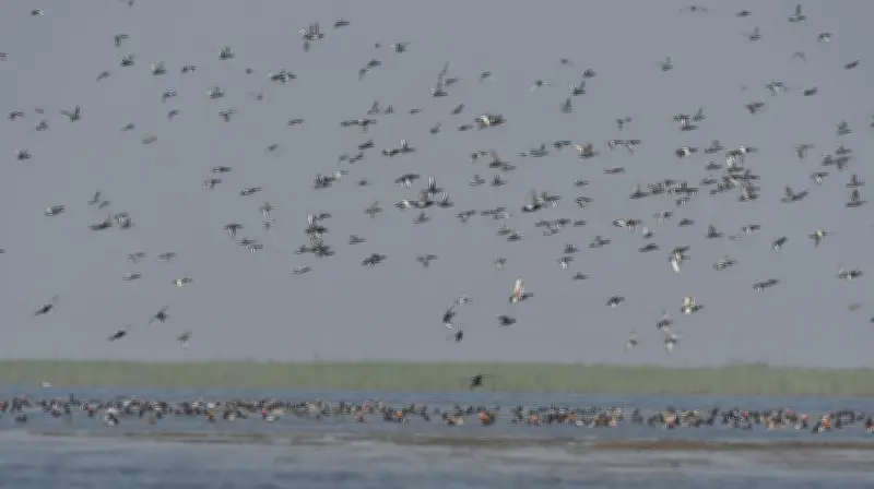 হাকালুকি হাওরে পাখির সংখ্যা বেড়েছে: ৫৪ হাজার ৪৮৬টি জলচর পাখি শুমারি