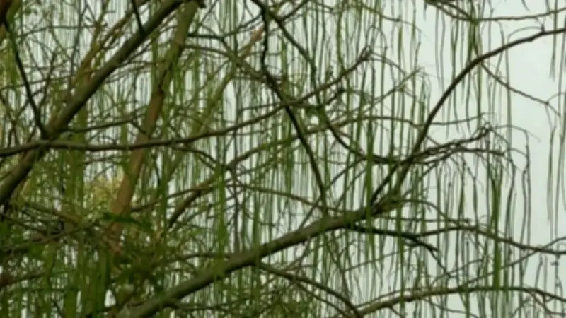 ডুমুরিয়ায় সজিনার বাম্পার ফলন, মধ্যপ্রাচ্যে চীনের কার্গো স্থগিত ও বিএনপি-আমেরিকা বৈঠক