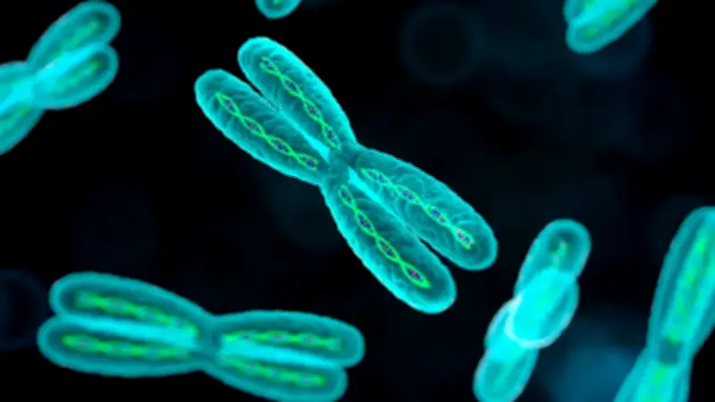 স্বার্থপর ক্রোমোজোমের রহস্য: কেন কিছু পরিবারে শুধু ছেলে বা মেয়ে সন্তান জন্মায়?