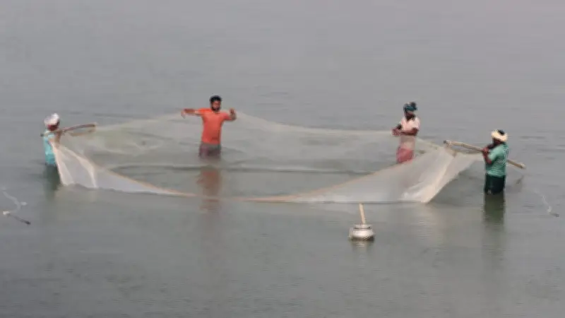 জেলেদের ঐতিহ্যবাহী বৈরালি মাছ ধরার কৌশল: জাল টেনে ধীরে ধীরে মাছ সংগ্রহ