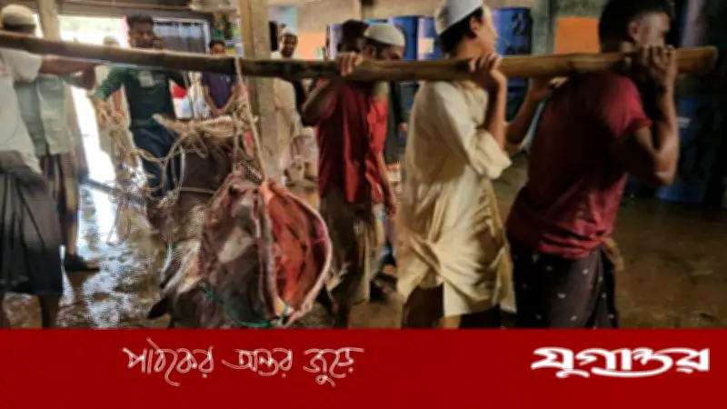 টেকনাফে জেলের জালে ধরা পড়ল ২০০ কেজির বিরল বোল মাছ, বিক্রি হবে শুক্রবার