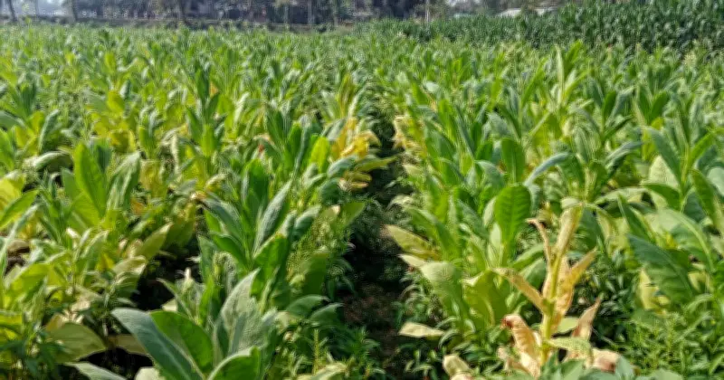 সিরাজগঞ্জে প্রথমবারের মতো বাণিজ্যিক তামাক চাষ: কৃষকদের মুনাফার আশা ও কর্মকর্তাদের অজানা