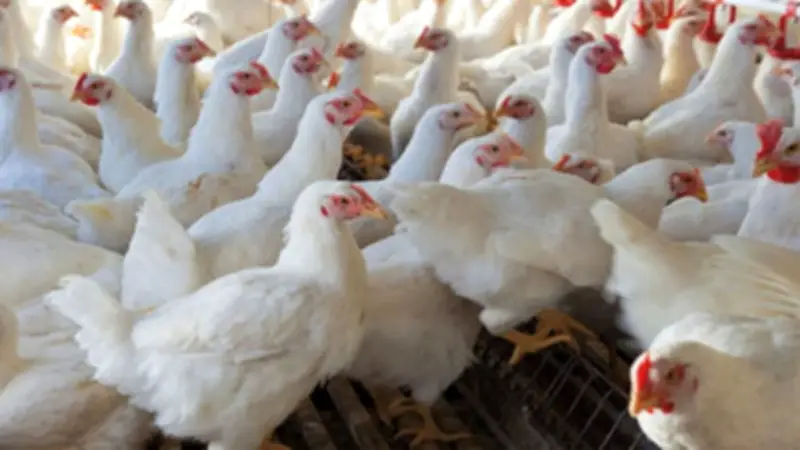 রাজধানীতে ব্রয়লার মুরগির দাম বৃদ্ধি, পেট্রোল পাম্পে লম্বা লাইন ও ইরানে মার্কিন সেনা প্রসঙ্গে ট্রাম্পের মন্তব্য