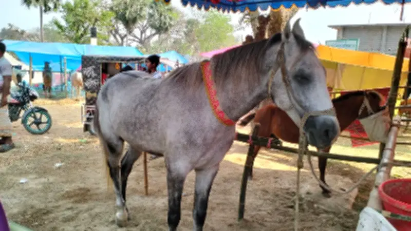জয়পুরহাটের ঐতিহ্যবাহী মেলায় ১১ লাখ টাকার ঘোড়া 'যুবরাজ', দর-কষাকষিতে উত্তেজনা