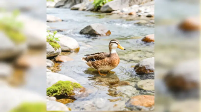 চীনে হাঁসের পেটে সোনা পাওয়ার বিচিত্র ঘটনা, মূল্য ১২ হাজার ইউয়ান