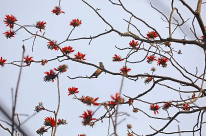 মান্দার ফুলের সৌন্দর্যে মাতোয়ারা প্রকৃতি: পাখিদের মধুপান ও কাঁটার মাঝে বসবাস