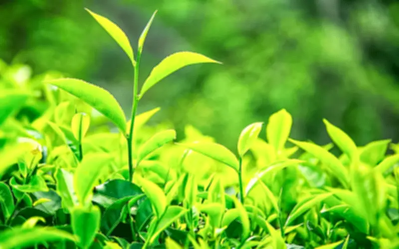 উত্তরাঞ্চলের পাঁচ জেলায় চা উৎপাদনে ব্যাপক বৃদ্ধি, রেকর্ড পরিমাণে উৎপাদন