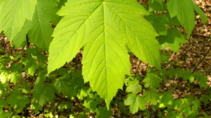 বাংলাদেশে নতুন আইটি নীতিমালা: ডিজিটাল অর্থনীতির জন্য যুগান্তকারী পদক্ষেপ