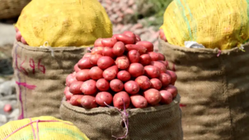 খেত থেকে হিমাগারে: দেশজুড়ে আলু তোলার মৌসুমে ব্যস্ত কৃষক ও শ্রমিকরা