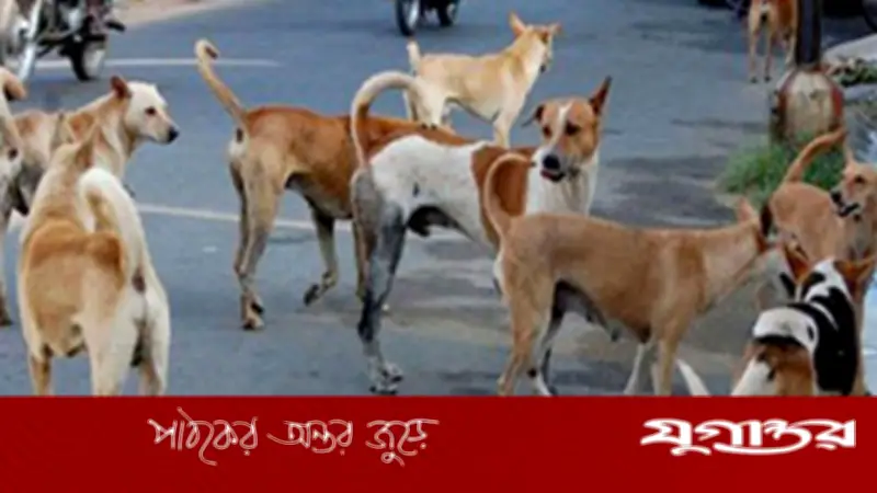 ২০টি কুকুর হত্যার মামলায় তিন আসামির কারাদণ্ড, ঢাকার আদালতের রায়