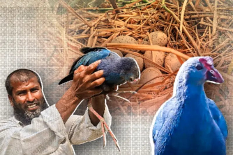 বাংলাদেশে অনলাইন শিক্ষার নতুন সম্ভাবনা: প্রযুক্তির মাধ্যমে শিক্ষার প্রসার