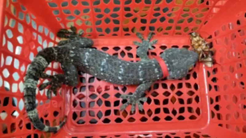 ঢাবি ক্যান্টিনের খাদ্য সংকটে শিক্ষার্থীদের ভোগান্তি, বিরল তক্ষক আটক