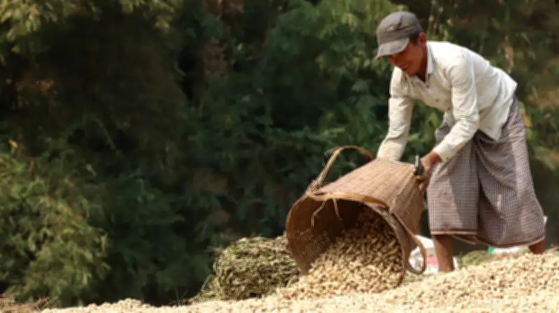 বান্দরবানের পাহাড়ে বাদাম তোলার মৌসুম: কৃষকের শ্রম ও প্রাণচাঞ্চল্য