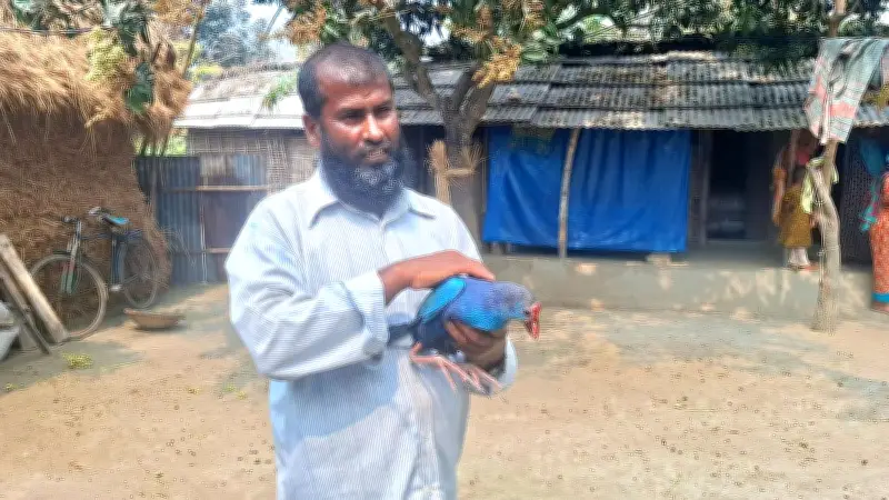 ঠাকুরগাঁওয়ে কালিম পাখির আশ্রয়: শামস উদ্দিনের বাড়িতে বাসা বেঁধেছে 'লালু'