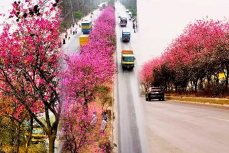 বাংলাদেশে অনলাইন শিক্ষার নতুন দিগন্ত: প্রযুক্তির মাধ্যমে শিক্ষার প্রসার