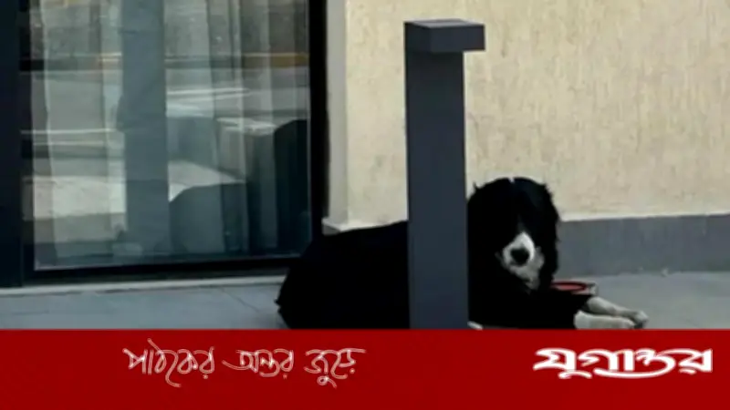 মধ্যপ্রাচ্য সংকটে দুবাই: বাসিন্দারা পোষা প্রাণী ফেলে পালাচ্ছেন, আশ্রয়কেন্দ্র উপচে পড়ছে