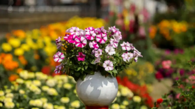 বাংলাদেশের বিভিন্ন অঞ্চলে কৃষি, প্রকৃতি ও দৈনন্দিন জীবনের একঝলক