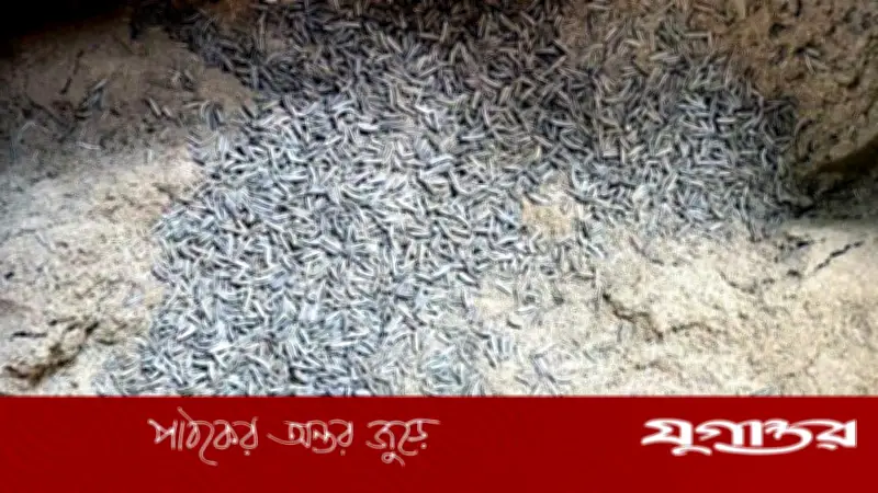 বগুড়ায় জিরার সঙ্গে ক্যারাওয়ে সিড মিশিয়ে ভেজালের অভিযোগে ব্যবসায়ীর তিন লাখ টাকা জরিমানা